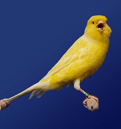 canary.jpg (15006 bytes)